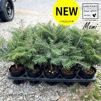 楽天市場】モミの木 苗（観葉植物｜花・観葉植物）：花・ガーデン・DIY 