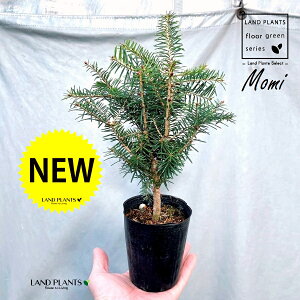 ~̖؁iF݁j 3 |bgc 1 NX}Xc[  ~m ̖ ̂ ~mLf. pendula Honda V_~ Momi fir Japanese fir Abies firma