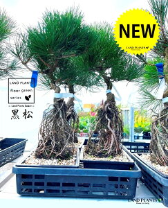 iFオj F p^ vX`bN 1  ̖ }c N}c Pinus thunbergii