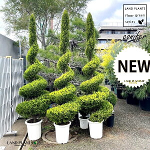 S[hNXgiXpCF230cmj 12 vX`bN 1 qo Rjt@[ Rjt@ qmL jt conifer Hesperocyparis macrocarpa 'Goldcrest'