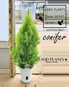 S[hNXgiR`F85cmj 6 vX`bN 1 qo Rjt@[ Rjt@ qmL jt conifer Hesperocyparis macrocarpa 'Goldcrest'