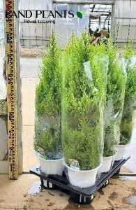 yP[X̔F6z S[hNXgiR`F85cmj 6 vX`bN 6 qo Rjt@[ Rjt@ qmL jt conifer Hesperocyparis macrocarpa 'Goldcrest'