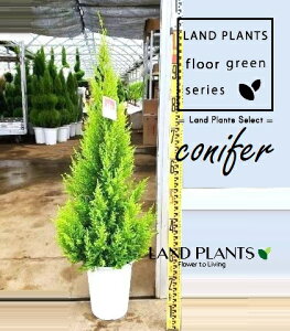 S[hNXgiR`F100cmj 7 vX`bN 1 qo Rjt@[ Rjt@ qmL jt conifer Hesperocyparis macrocarpa 'Goldcrest'