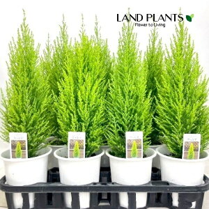 S[hNXgiR`j 4 vX`bN 1 qo Rjt@[ Rjt@ qmL jt conifer Hesperocyparis macrocarpa 'Goldcrest'