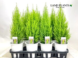 yP[X̔F11z S[hNXgiR`j 4 vX`bN 11 qo Rjt@[ Rjt@ qmL jt conifer Hesperocyparis macrocarpa 'Goldcrest'