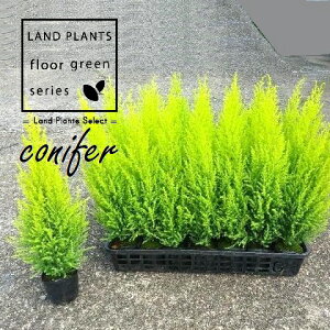 yP[X̔F28z S[hNXgiR`j 3 |bgc 28 qo Rjt@[ Rjt@ qmL jt conifer Hesperocyparis macrocarpa 'Goldcrest'