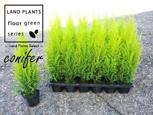 S[hNXgiR`j 3 |bgc 1 qo Rjt@[ Rjt@ qmL jt conifer Hesperocyparis macrocarpa 'Goldcrest'