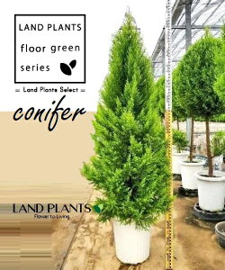 S[hNXgiR`F180cmj 10 vX`bN 1 qo Rjt@[ Rjt@ qmL jt conifer Hesperocyparis macrocarpa 'Goldcrest'