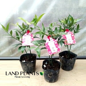 yP[X̔F24z т̖؁iFiMj 3 |bgc 24 iM̖  FOR _ A   퐻  t OɎg Nageia nagi