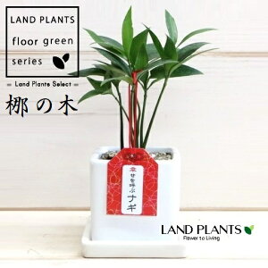 т̖؁iFiMj F L[u^ 픫 1 iM̖  FOR _ A   퐻  t OɎg Nageia nagi