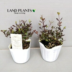 yP[X̔F24z tH~^XiubNX^Ij 3 |bgc 24 tH~^XubNX^I Lophomyrtus ralphii 'Black Stallion'