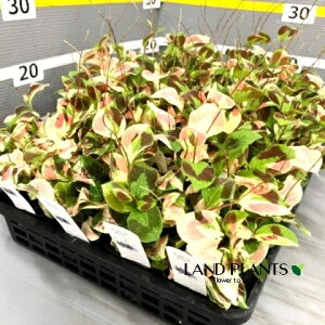 yP[X̔F28z tC~YqLi萅j 3 |bgc 28 tH~^XubNX^I Antenoron filiforme