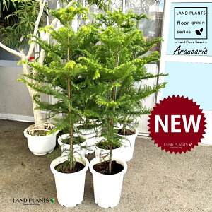 AJAiiEXMF140cmj 10 vX`bN 1 AJAXM XM  m AEJA AEJA Araucaria