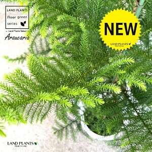 AJAiiEXMF140cmj 10 vX`bN 1 AJAXM XM  m AEJA AEJA Araucaria