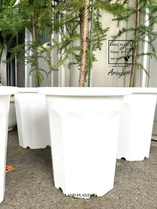 楽天市場】アロカリア（ナンヨウスギ：140cm） 10号 プラスチック鉢 1 