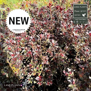 �c�c�W�i�ԗt�c�c�W�j 5�� �|�b�g�c 1�� ���h�f���h���� �A�J�o�c�c�W Rhododendron cv.