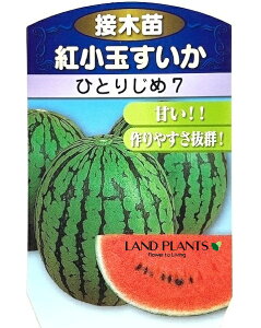 �y�P�[�X�̔��F40���z �X�C�J�i�ЂƂ肶��7�j 3�� �|�b�g�c 40�� ���Z ���Z ������ Citrullus lanatus Water melon