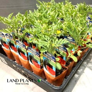 yP[X̔F40z XCJig܁FȂj 3 |bgci40j Z Z  Citrullus lanatus Water melon