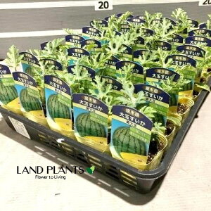 yP[X̔F40z XCJiʁF˃XyVj 3 |bgci40j Z Z  Citrullus lanatus Water melon