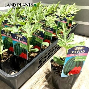 �y�P�[�X�̔��F40���z �X�C�J�i�ԑ�ʁF���̂Â��j 3�� �|�b�g�c�i40���j ���Z ���Z ������ Citrullus lanatus Water melon