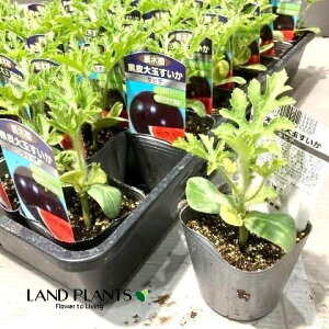 �y�P�[�X�̔��F40���z �X�C�J�i�����ʃX�C�J�F�^�q�`�j 3�� �|�b�g�c�i40���j ���Z ���Z ������ Citrullus lanatus Water melon