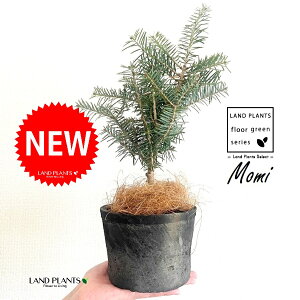 ~̖؁iF݁j X|bg V_[^ 픫 F 1 NX}Xc[  ~m ̖ ̂ ~mLf. pendula Honda V_~ Momi fir Japanese fir Abies firma