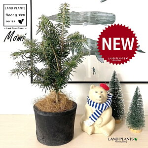 ~̖؁iF݁j F X|bg V_[^ 픫 1 NX}Xc[  ~m ̖ ̂ ~mLf. pendula Honda V_~ Momi fir Japanese fir Abies firma