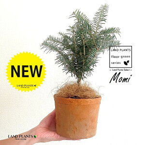 ~̖؁iF݁j F X|bg V_[^ 픫 1 NX}Xc[  ~m ̖ ̂ ~mLf. pendula Honda V_~ Momi fir Japanese fir Abies firma