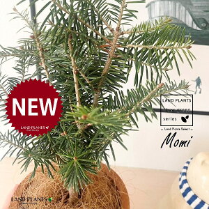 ~̖؁iF݁j F X|bg V_[^ 픫 1 NX}Xc[  ~m ̖ ̂ ~mLf. pendula Honda V_~ Momi fir Japanese fir Abies firma