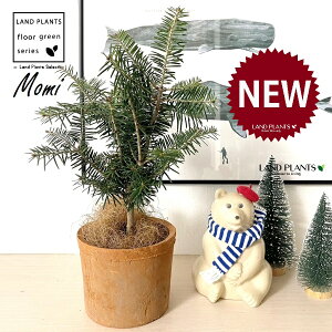 ~̖؁iF݁j F X|bg V_[^ 픫 1 NX}Xc[  ~m ̖ ̂ ~mLf. pendula Honda V_~ Momi fir Japanese fir Abies firma