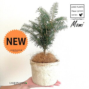~̖؁iF݁j F X|bg V_[^ 픫 1 NX}Xc[  ~m ̖ ̂ ~mLf. pendula Honda V_~ Momi fir Japanese fir Abies firma