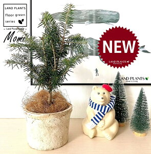 ~̖؁iF݁j F X|bg V_[^ 픫 1 NX}Xc[  ~m ̖ ̂ ~mLf. pendula Honda V_~ Momi fir Japanese fir Abies firma