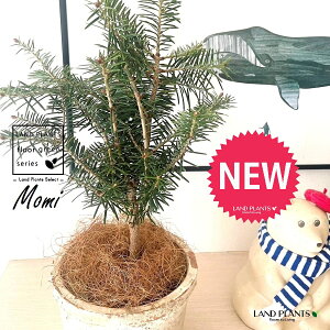 ~̖؁iF݁j F X|bg V_[^ 픫 1 NX}Xc[  ~m ̖ ̂ ~mLf. pendula Honda V_~ Momi fir Japanese fir Abies firma