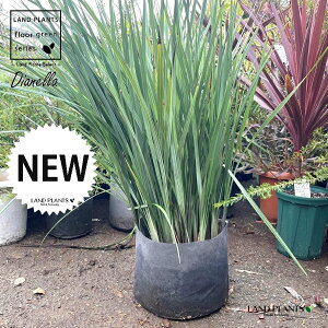 fBAliPgj 10 |bgc 1fBAlPg LLE tbNX[ DIANELLA REVOLUTA