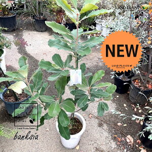 oNVAiuj 8 vX`bN 1 oNVAu u[ XvoNVA Banksia Robur