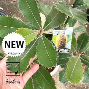 oNVAiuj 8 vX`bN 1 oNVAu u[ XvoNVA Banksia Robur