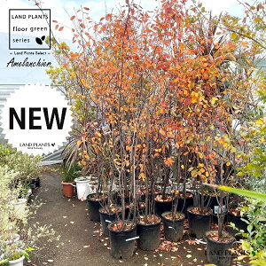 Wx[i2mj 10 |bgc 1 AJUCt{N Amelanchier canadensis