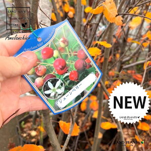 Wx[i2mj 10 |bgc 1 AJUCt{N Amelanchier canadensis