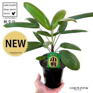 yÓT|Az Jm`Niω|Fj 4 vX`bN 1 | L| V|  Jm| AjVL Rhapis excelsa