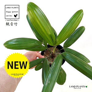 yÓT|Az Jm`Niω|Fj 4 vX`bN 1 | L| V|  Jm| AjVL Rhapis excelsa