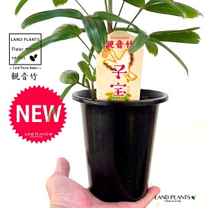 yÓT|Az Jm`Niω|Fqj 4 vX`bN 1 | L| V|  Jm| AjVL Rhapis excelsa