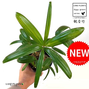 yÓT|Az Jm`Niω|Fqj 4 vX`bN 1 | L| V|  Jm| AjVL Rhapis excelsa