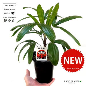 �y�ÓT���|�A���z �J���m���`�N�i�ω��|�F�B�� �_���}�j 4�� �v���X�`�b�N�� 1�� ���| ���L�| �V�����| ���� �J���m���| �A���j�V�L Rhapis excelsa