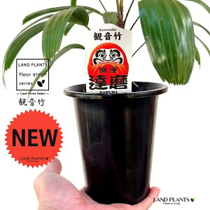 �y�ÓT���|�A���z �J���m���`�N�i�ω��|�F�B�� �_���}�j 4�� �v���X�`�b�N�� 1�� ���| ���L�| �V�����| ���� �J���m���| �A���j�V�L Rhapis excelsa