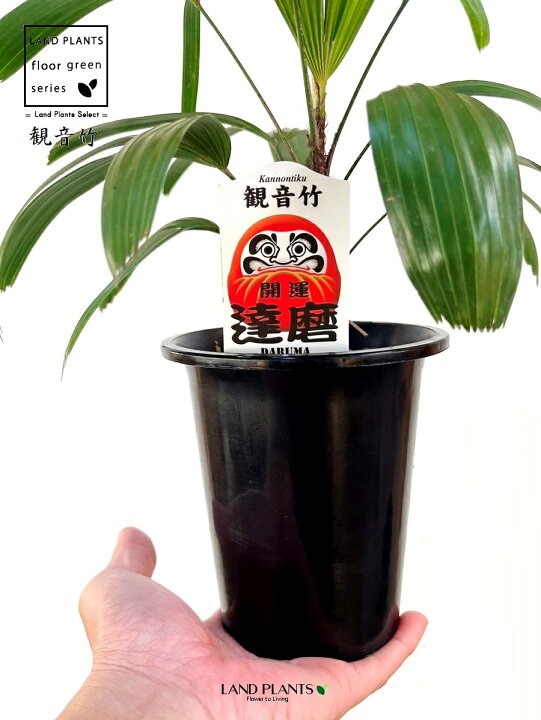 楽天市場】【古典園芸植物】 カンノンチク（観音竹：達磨 ダルマ） 4号 