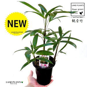 yÓT|Az Jm`Niω|FPj 4 vX`bN 1 | L| V|  Jm| AjVL Rhapis excelsa