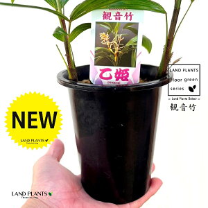 yÓT|Az Jm`Niω|FPj 4 vX`bN 1 | L| V|  Jm| AjVL Rhapis excelsa