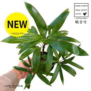 yÓT|Az Jm`Niω|FPj 4 vX`bN 1 | L| V|  Jm| AjVL Rhapis excelsa