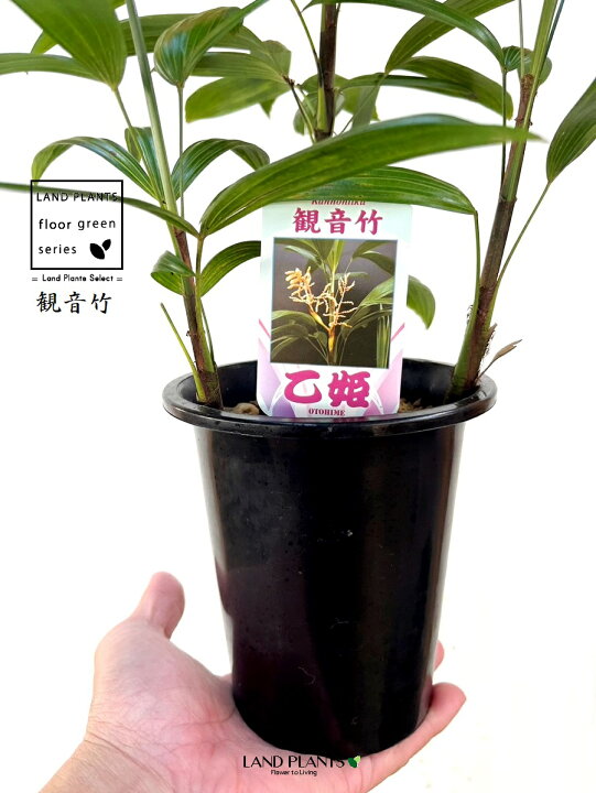楽天市場】【古典園芸植物】 カンノンチク（観音竹：乙姫） 4号 