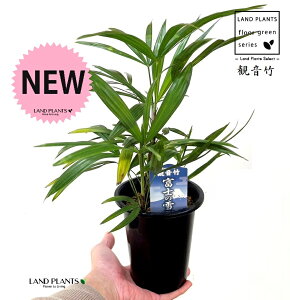 yÓT|Az Jm`Niω|Fxm̐j 4 vX`bN 1 | L| V|  Jm| AjVL Rhapis excelsa